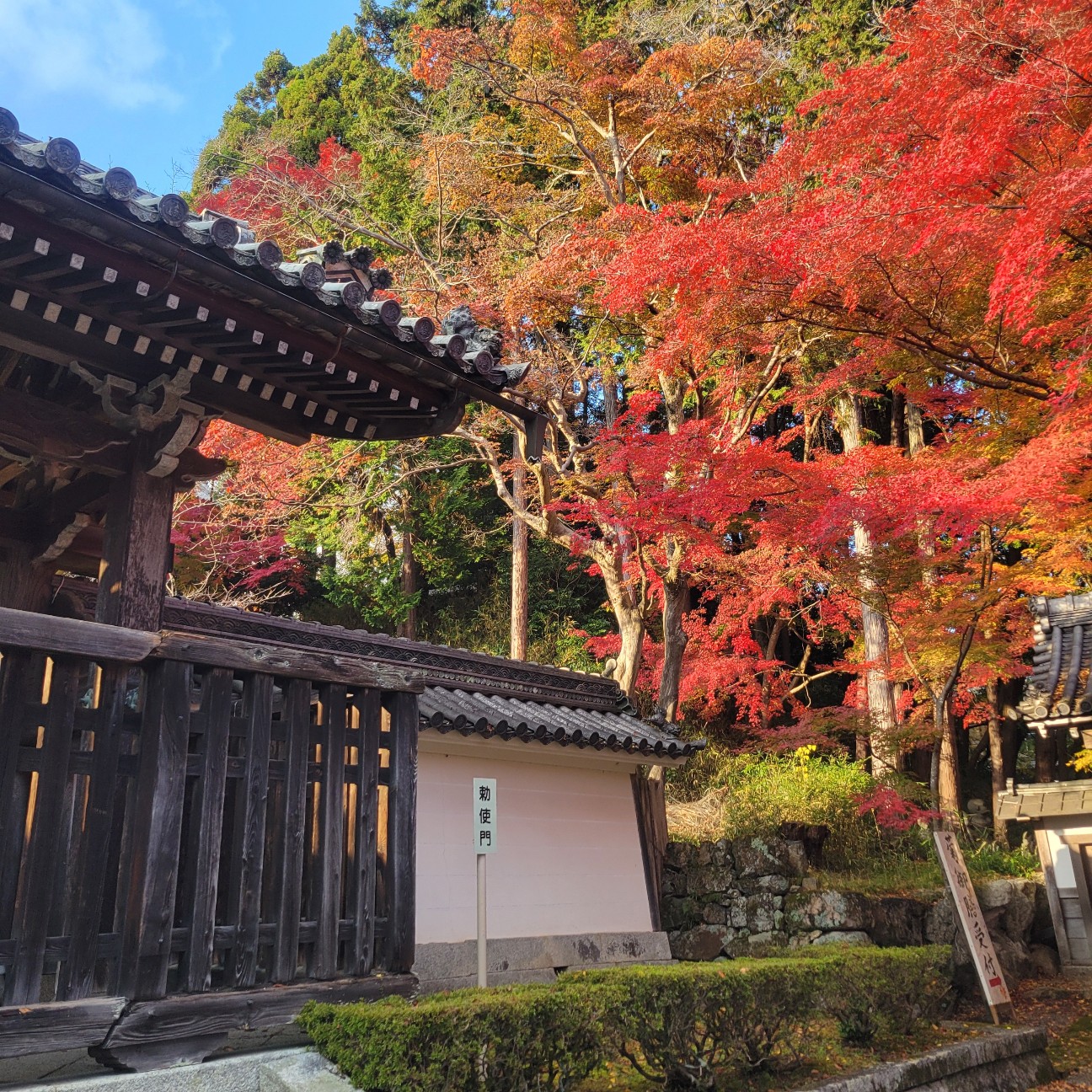 f:id:atoriatoriatori:20251220094357j:image