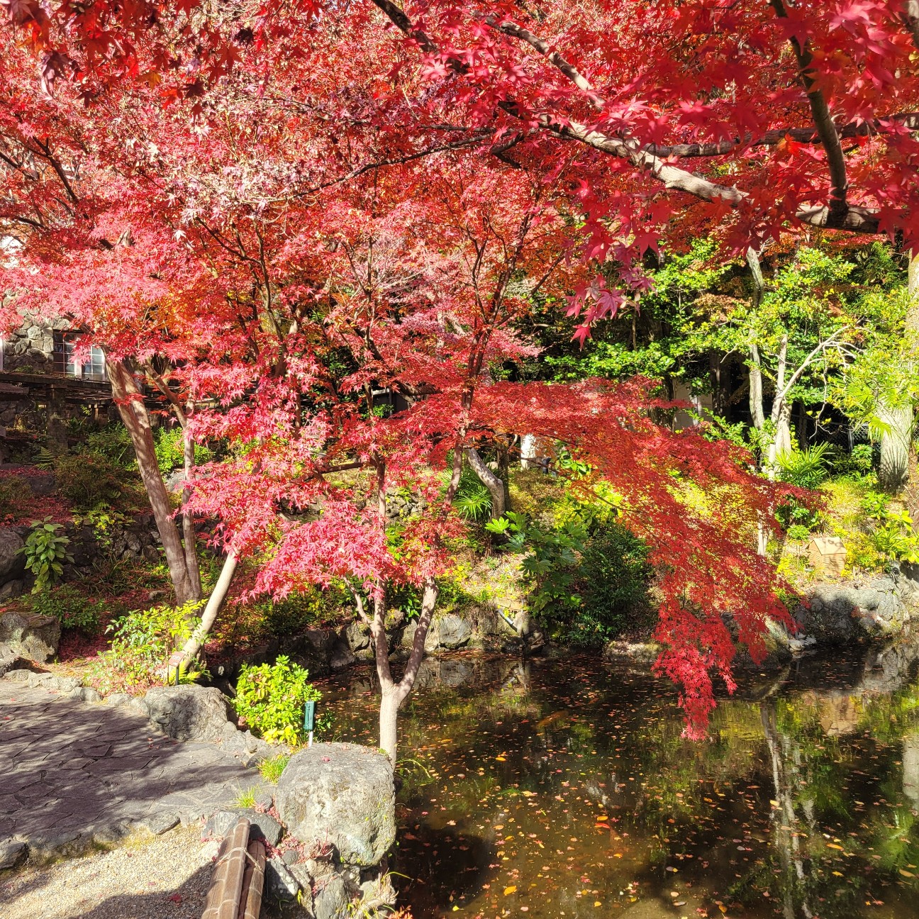 f:id:atoriatoriatori:20251230100624j:image
