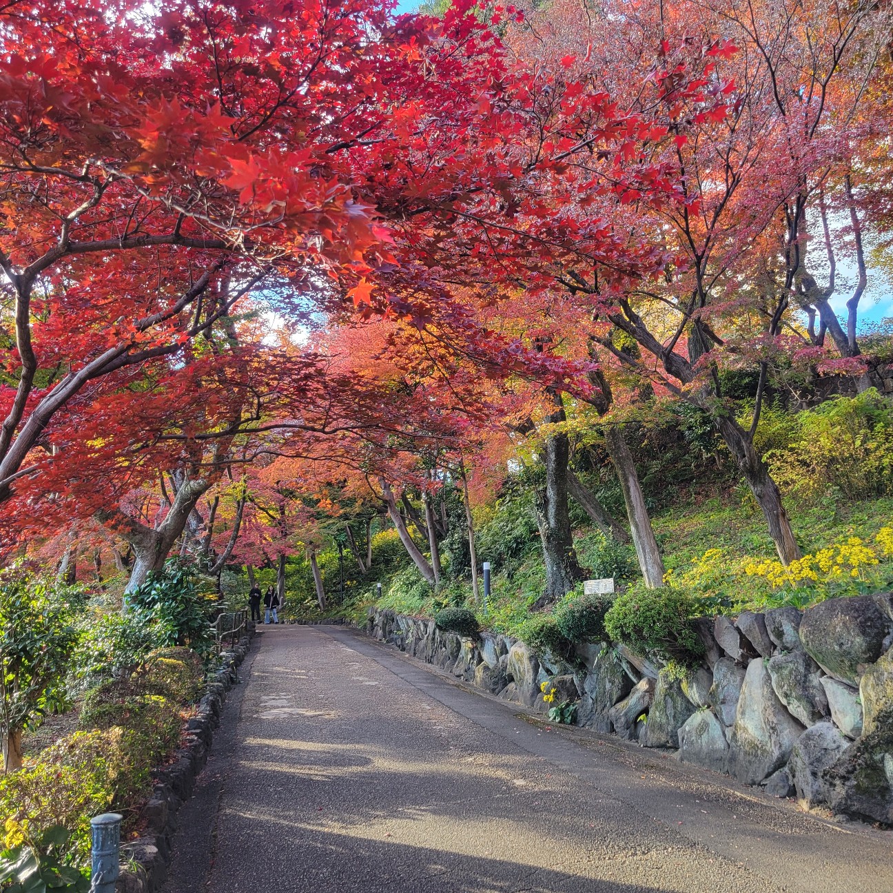 f:id:atoriatoriatori:20251230113633j:image