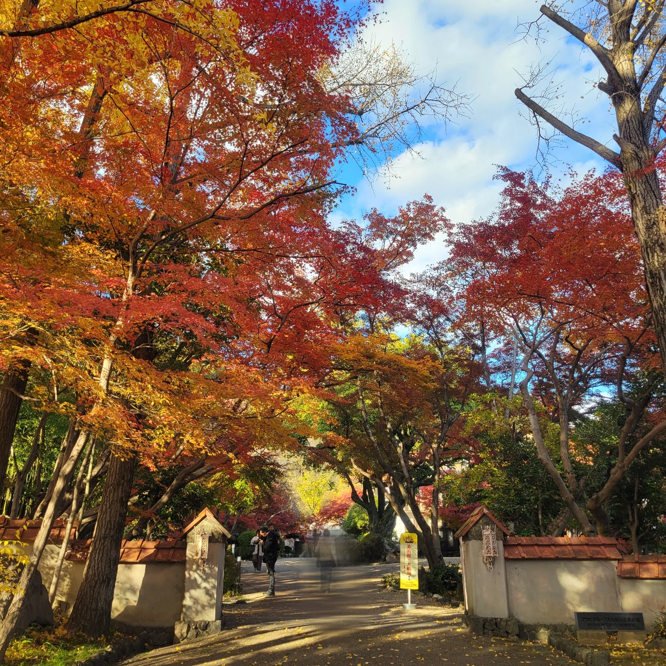 f:id:atoriatoriatori:20251230114745j:image