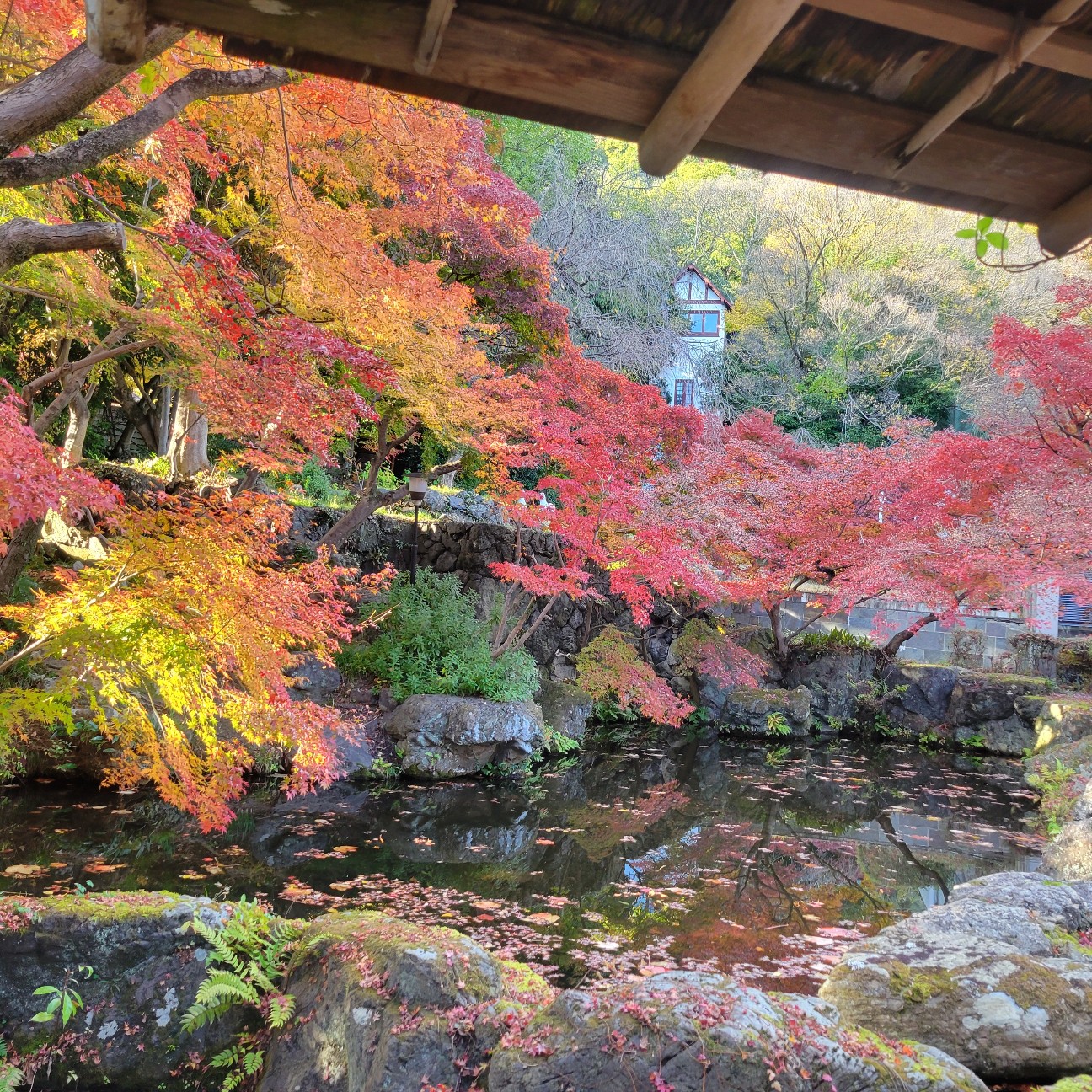 f:id:atoriatoriatori:20251230125346j:image