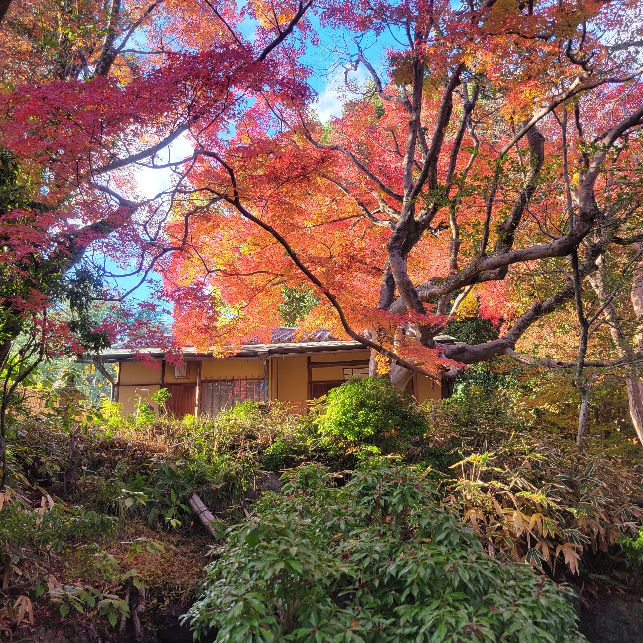 f:id:atoriatoriatori:20251230125411j:image