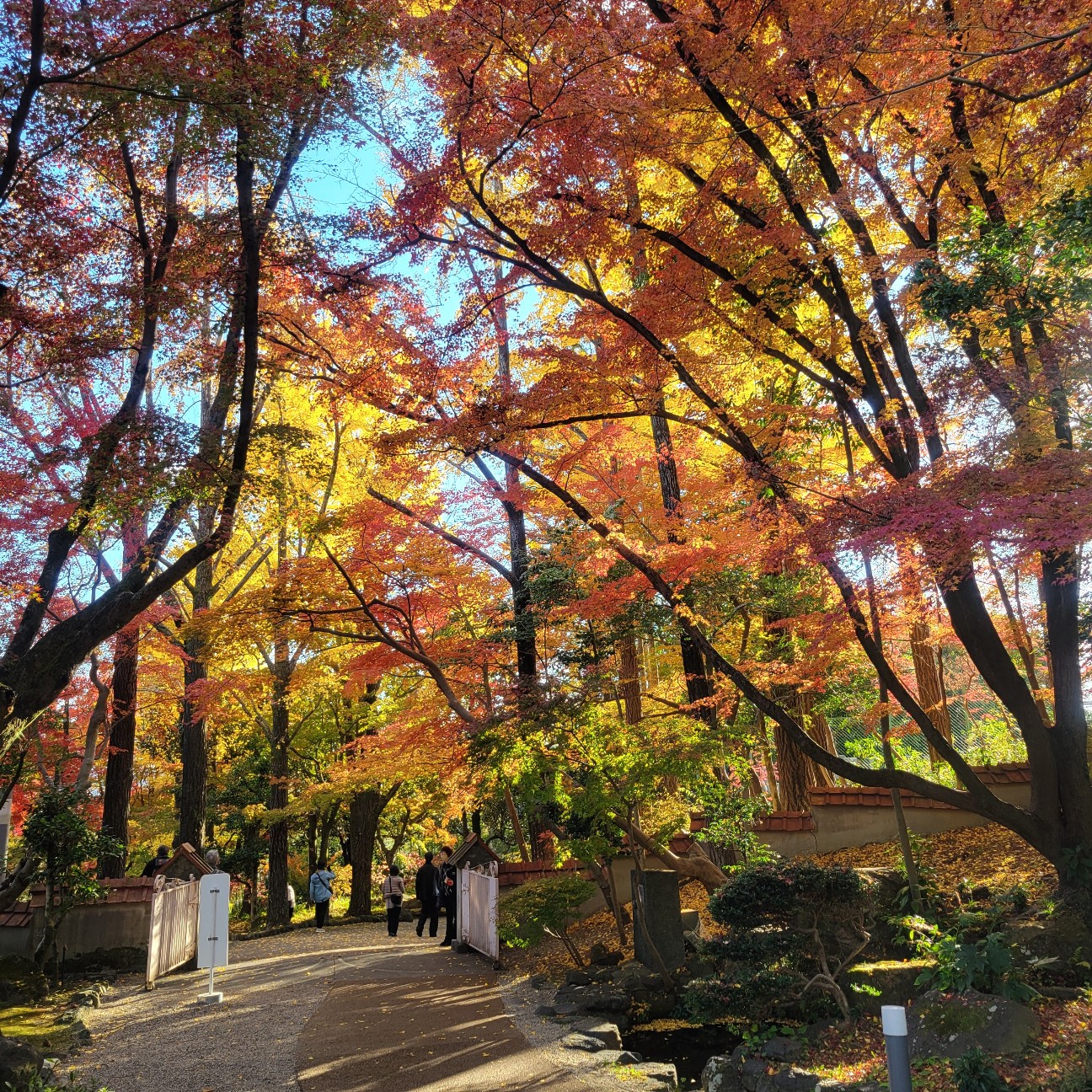 f:id:atoriatoriatori:20251230125823j:image