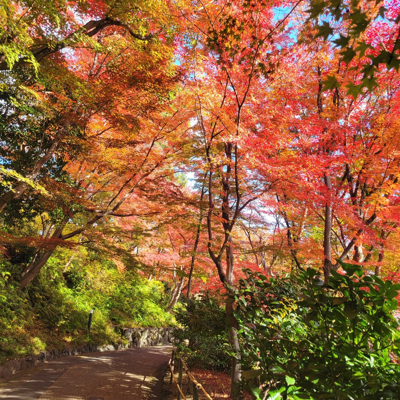 f:id:atoriatoriatori:20251230144048j:image