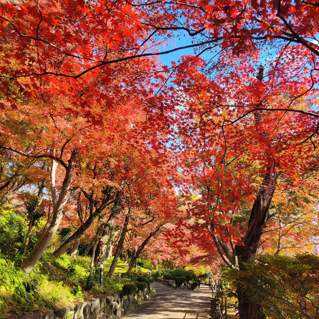 f:id:atoriatoriatori:20251230144055j:image