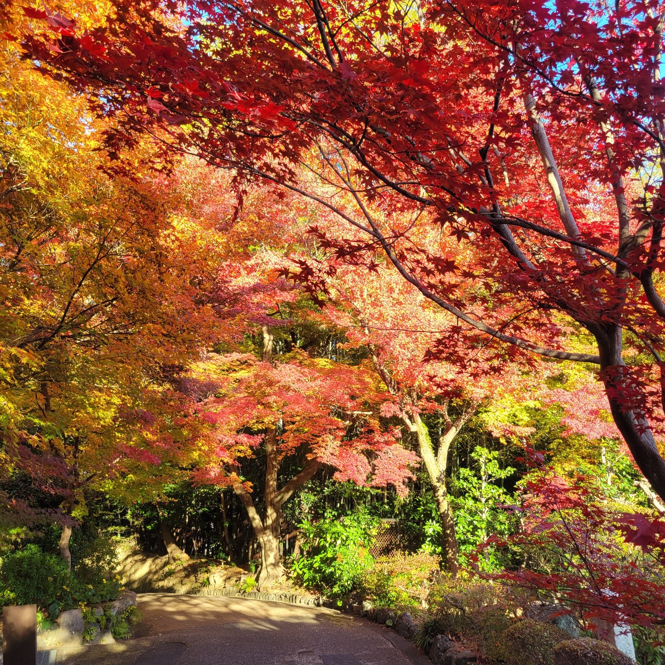 f:id:atoriatoriatori:20251230153311j:image