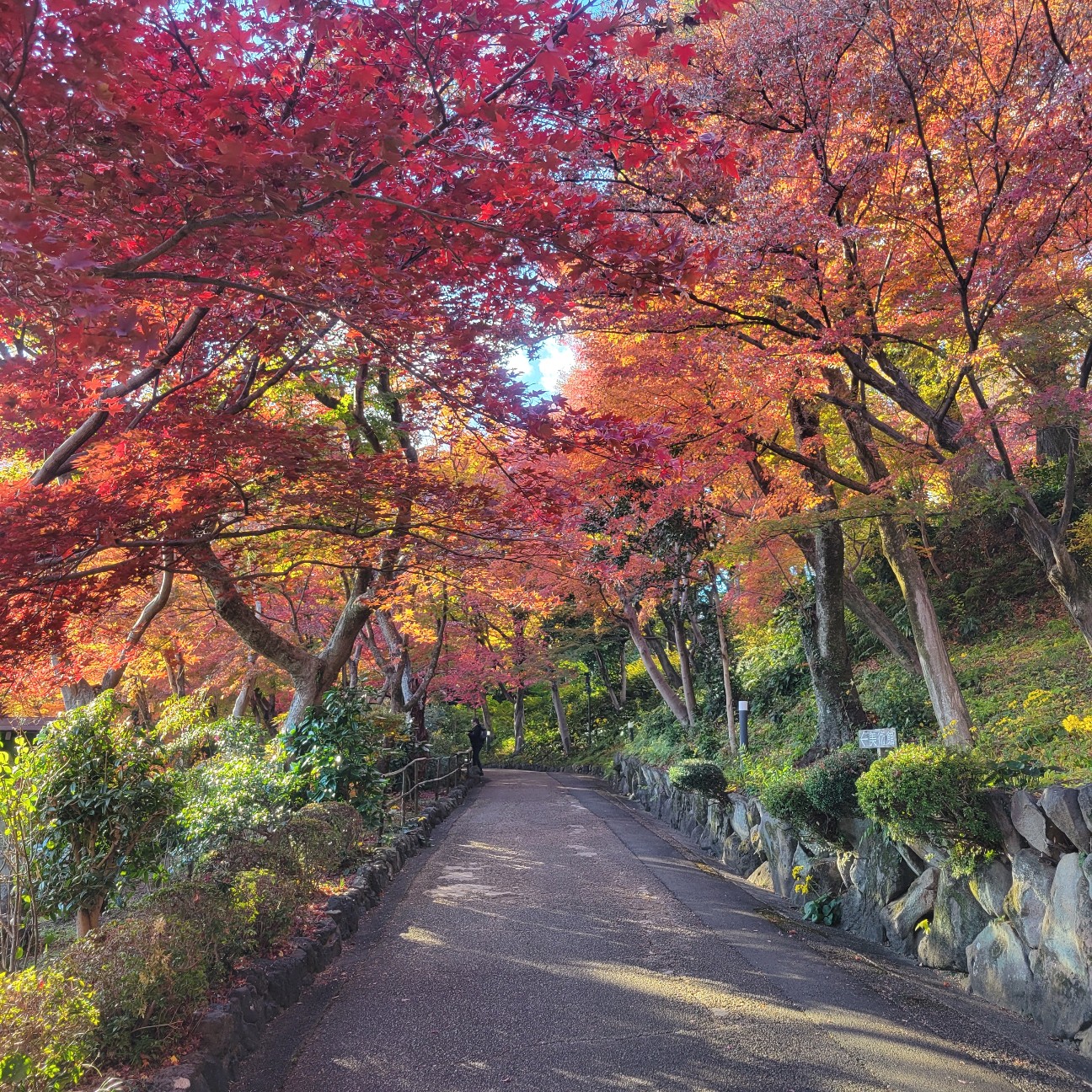 f:id:atoriatoriatori:20251230153400j:image