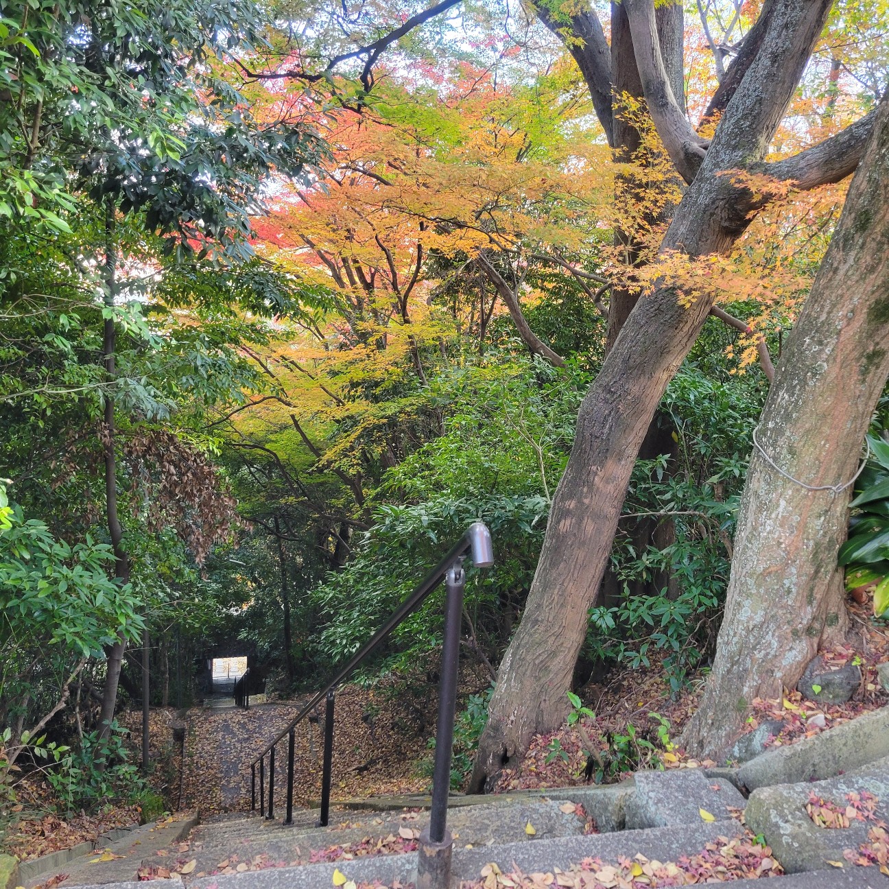 f:id:atoriatoriatori:20260101150012j:image