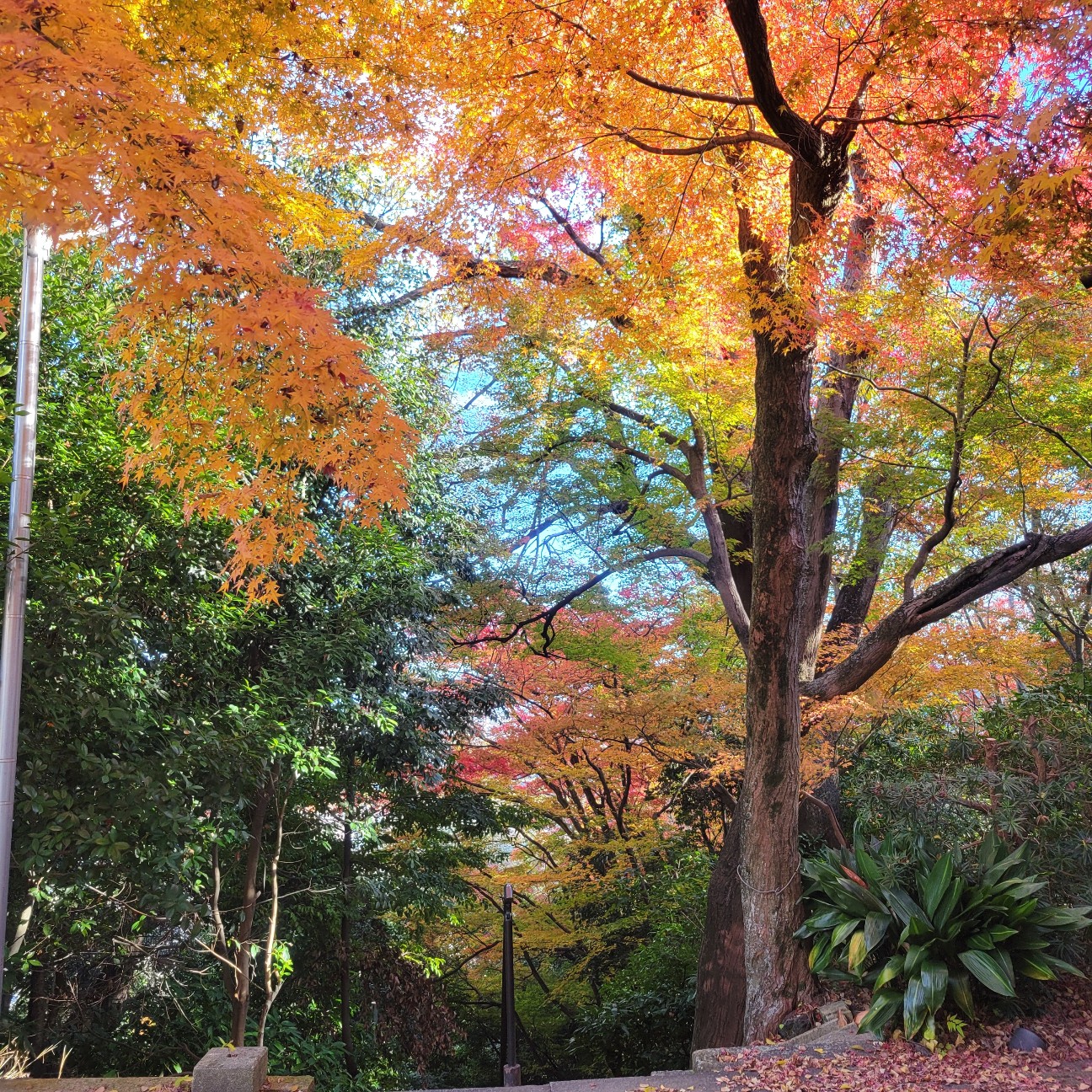 f:id:atoriatoriatori:20260101150020j:image