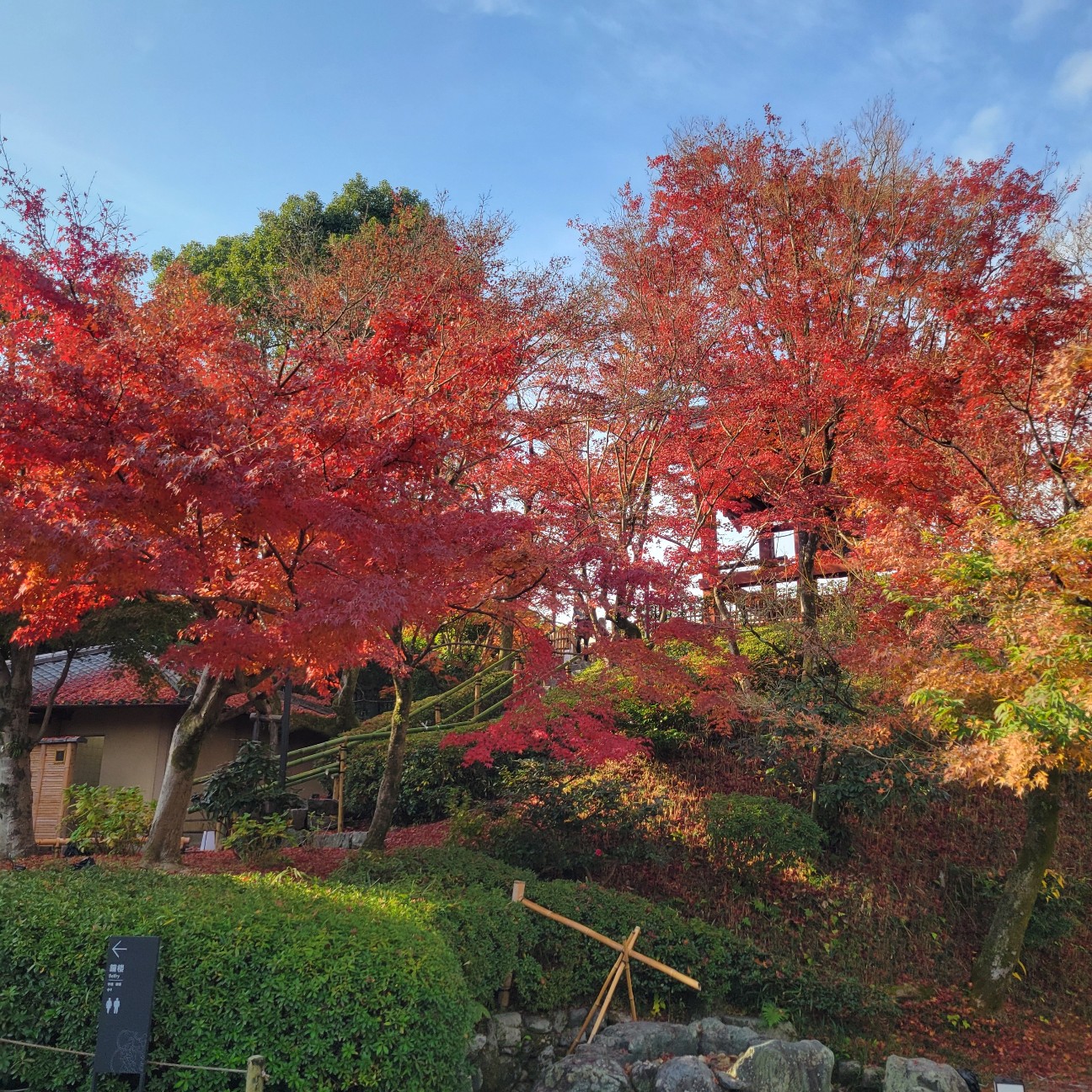 f:id:atoriatoriatori:20260103100616j:image