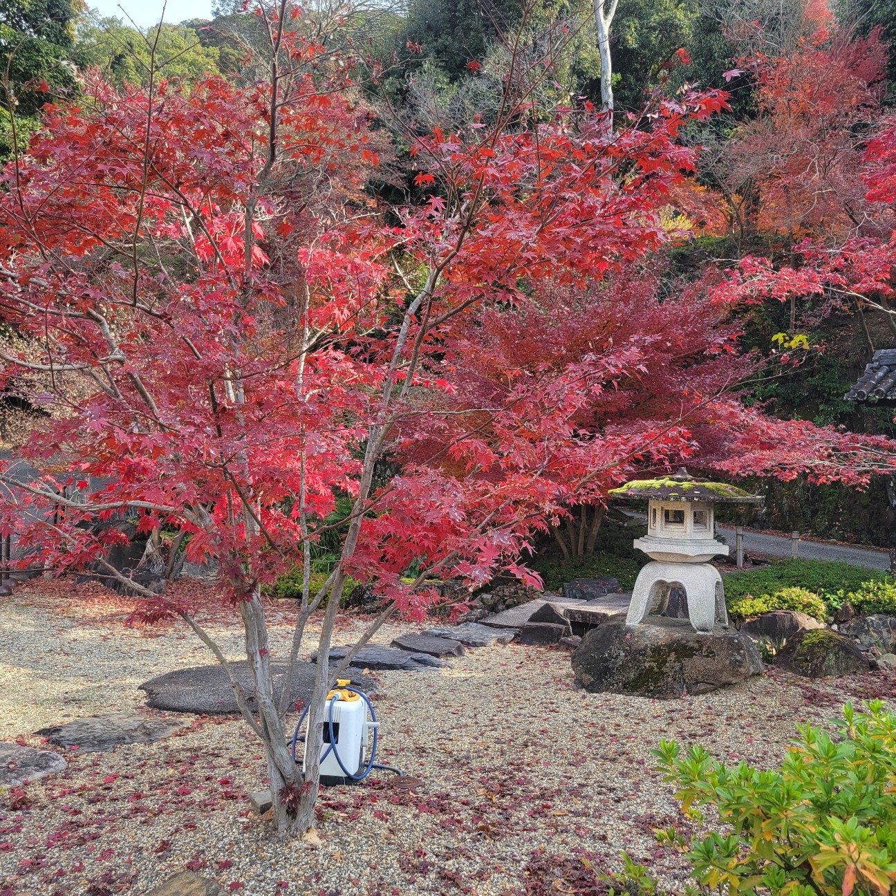 f:id:atoriatoriatori:20260108081113j:image