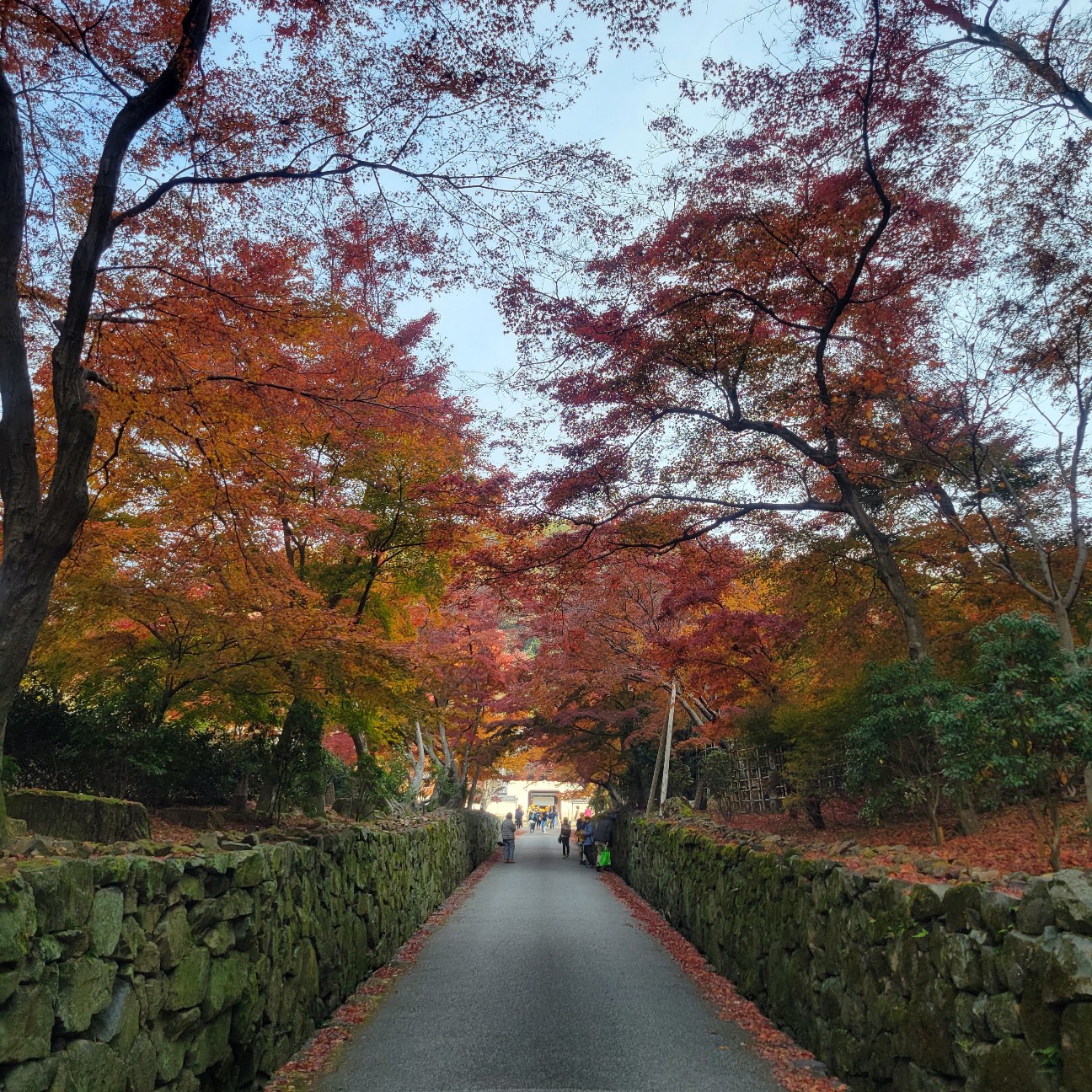 f:id:atoriatoriatori:20260108081710j:image