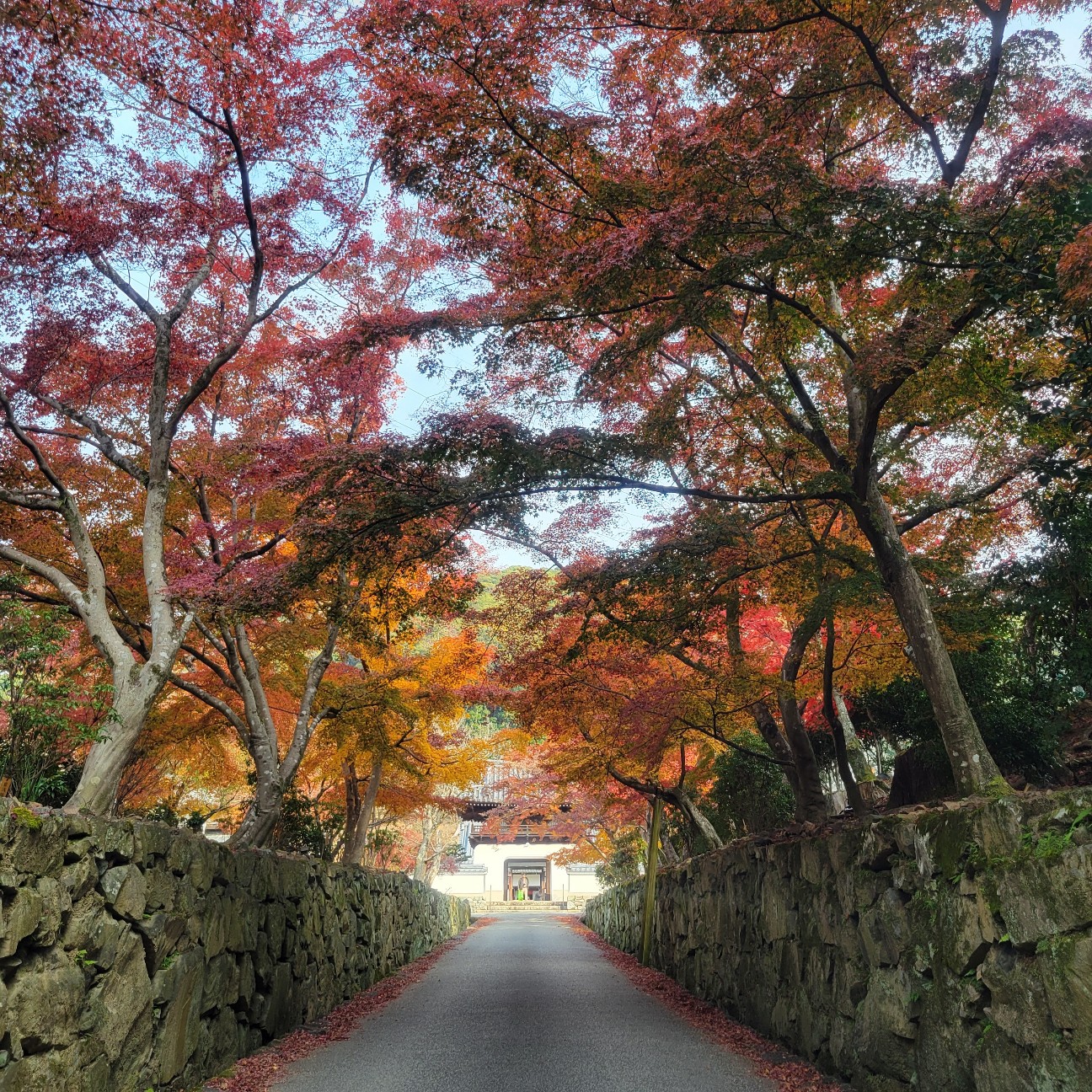 f:id:atoriatoriatori:20260108081718j:image