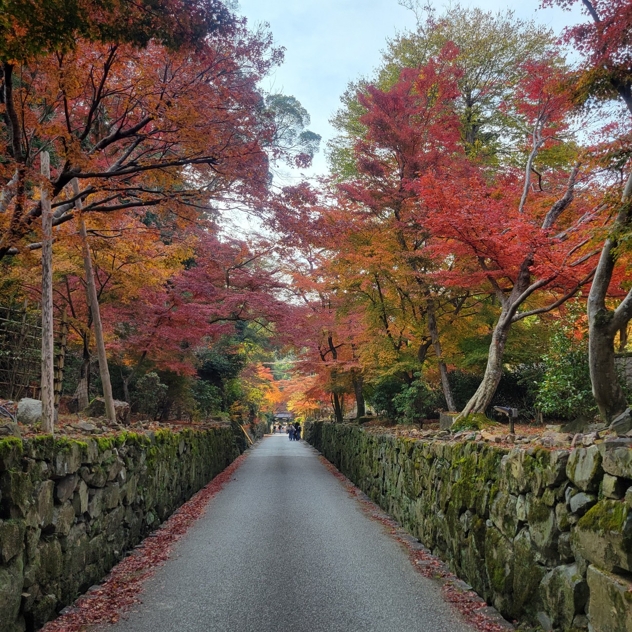 f:id:atoriatoriatori:20260108092317j:image
