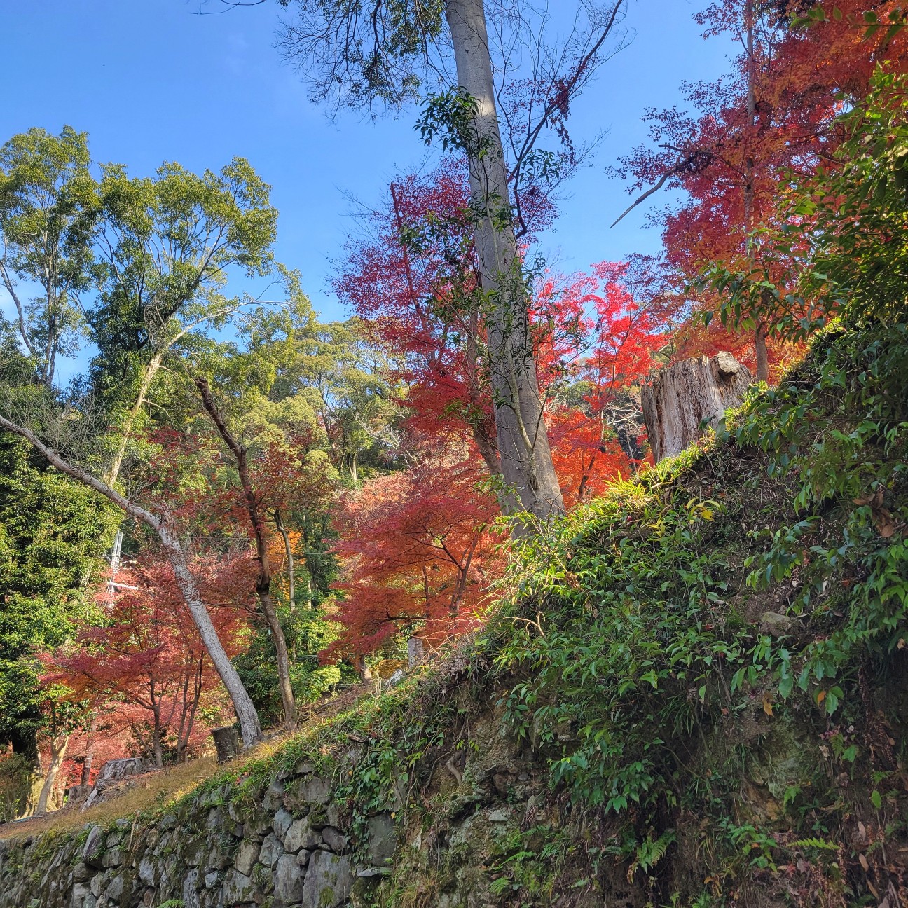 f:id:atoriatoriatori:20260108093119j:image