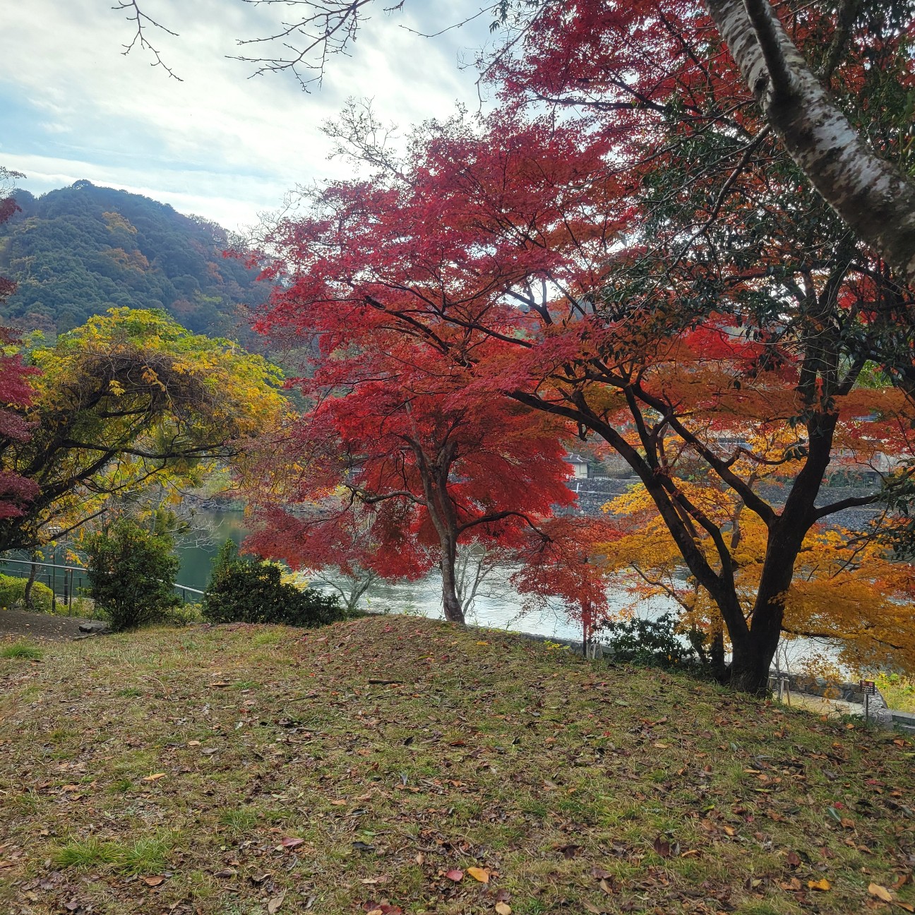 f:id:atoriatoriatori:20260108093126j:image