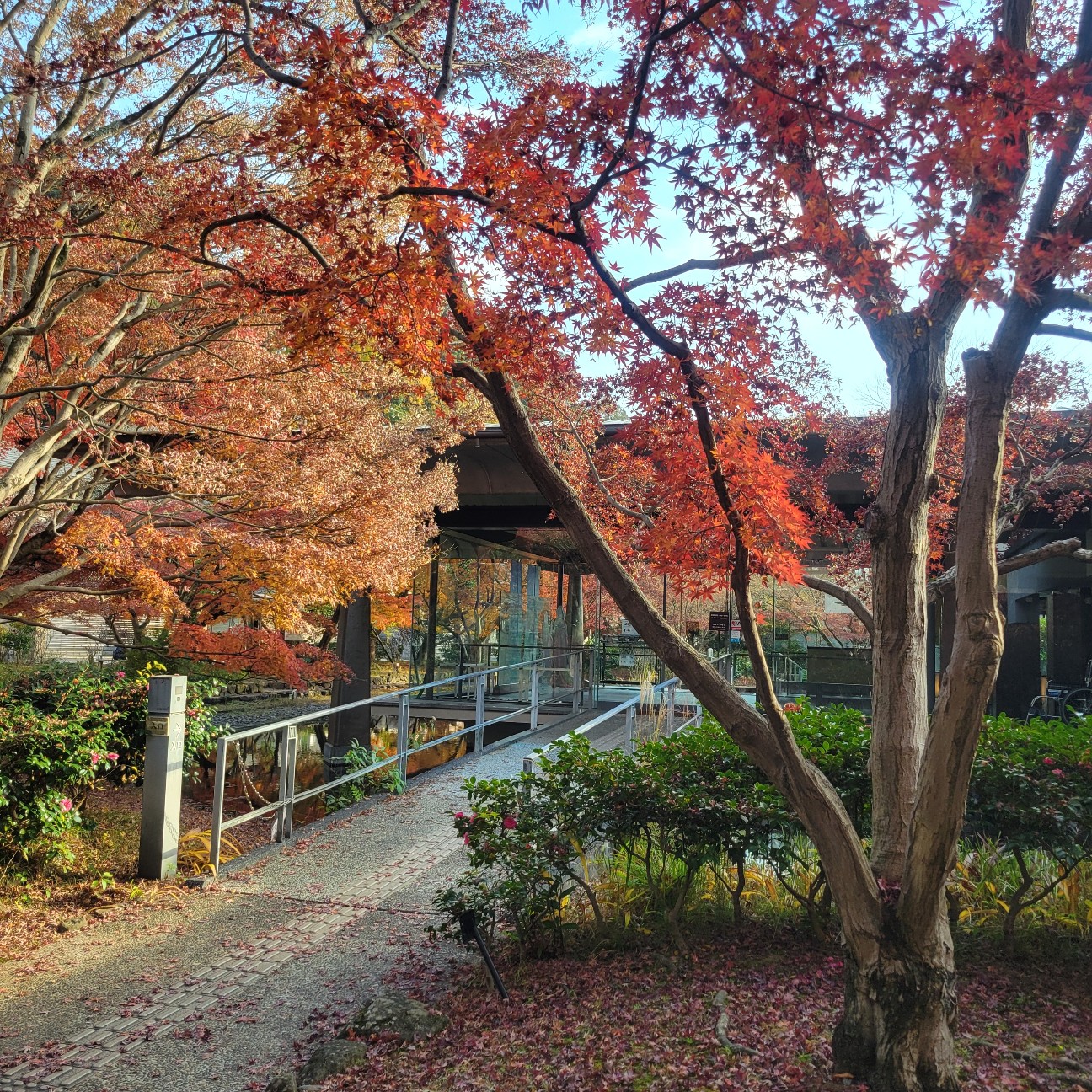 f:id:atoriatoriatori:20260109201002j:image