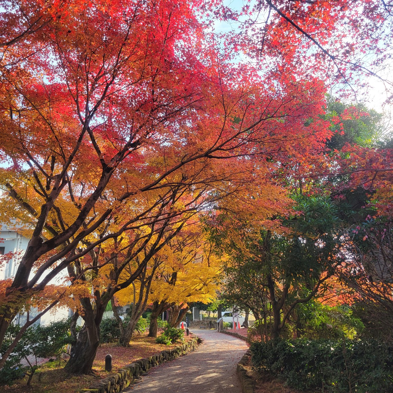 f:id:atoriatoriatori:20260110093006j:image