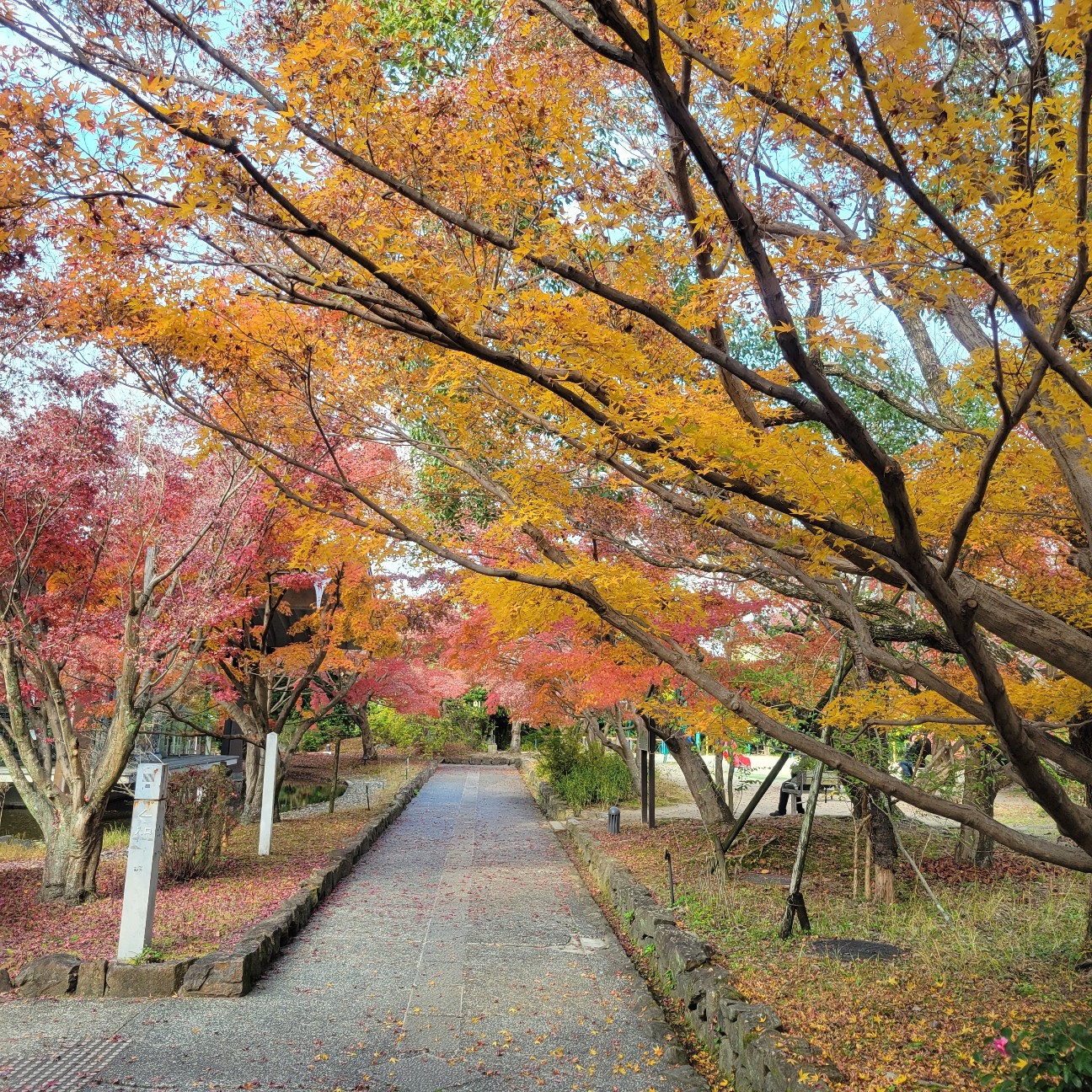 f:id:atoriatoriatori:20260110093043j:image