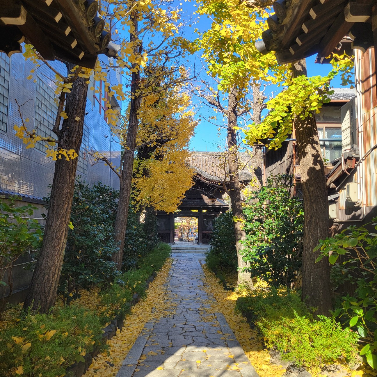 f:id:atoriatoriatori:20260115083528j:image