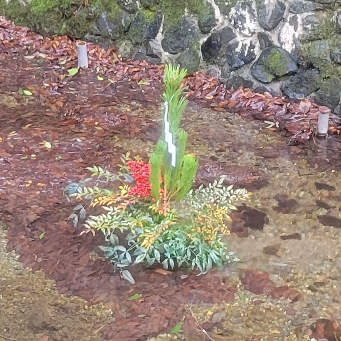f:id:atoriatoriatori:20260126093854j:image