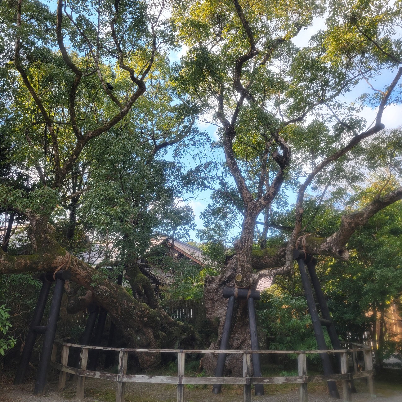 f:id:atoriatoriatori:20260129144752j:image