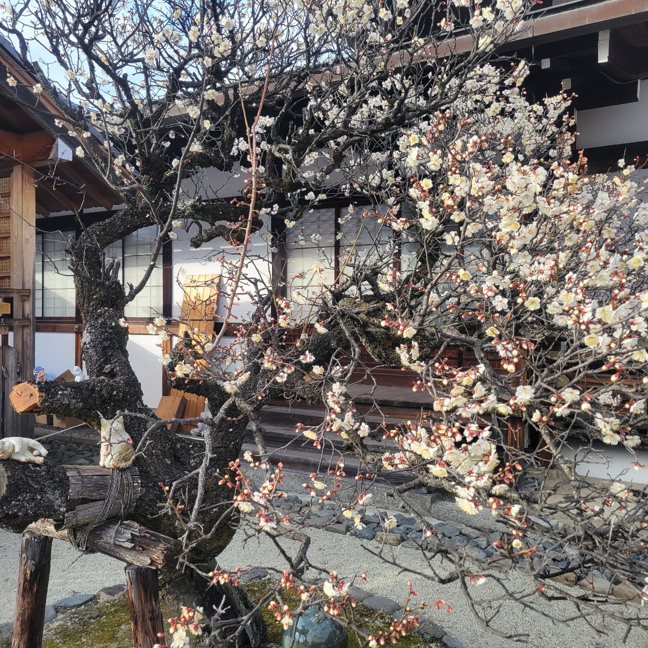 f:id:atoriatoriatori:20260209103328j:image