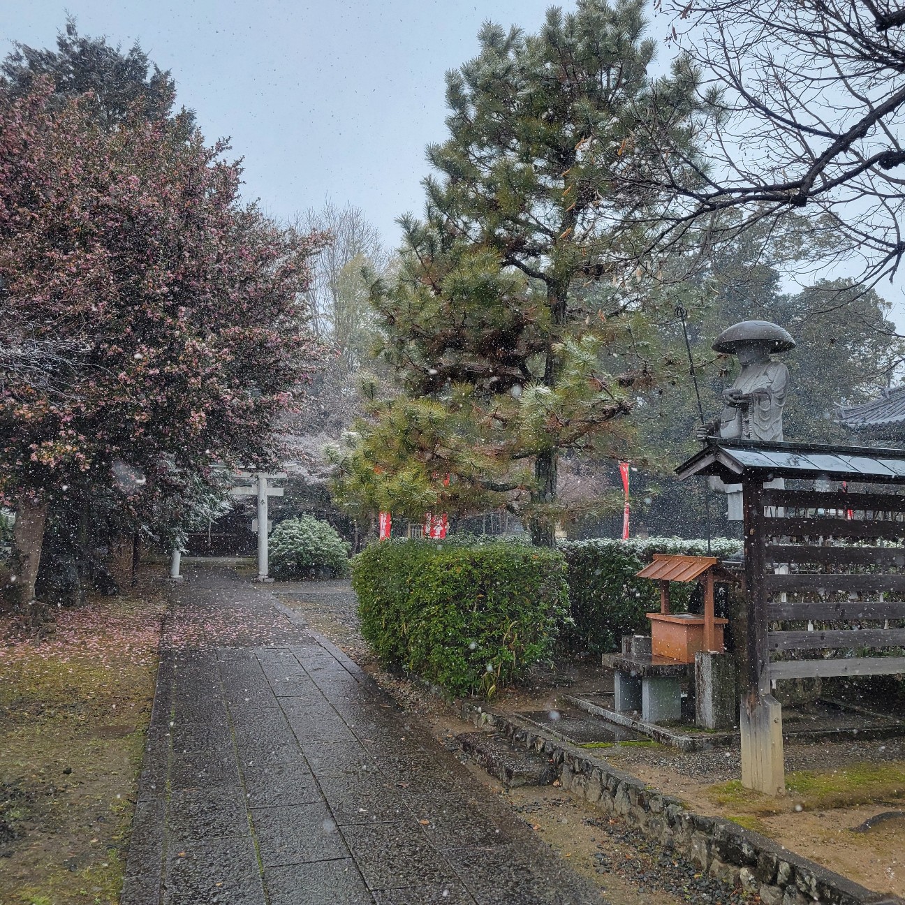 f:id:atoriatoriatori:20260210201750j:image