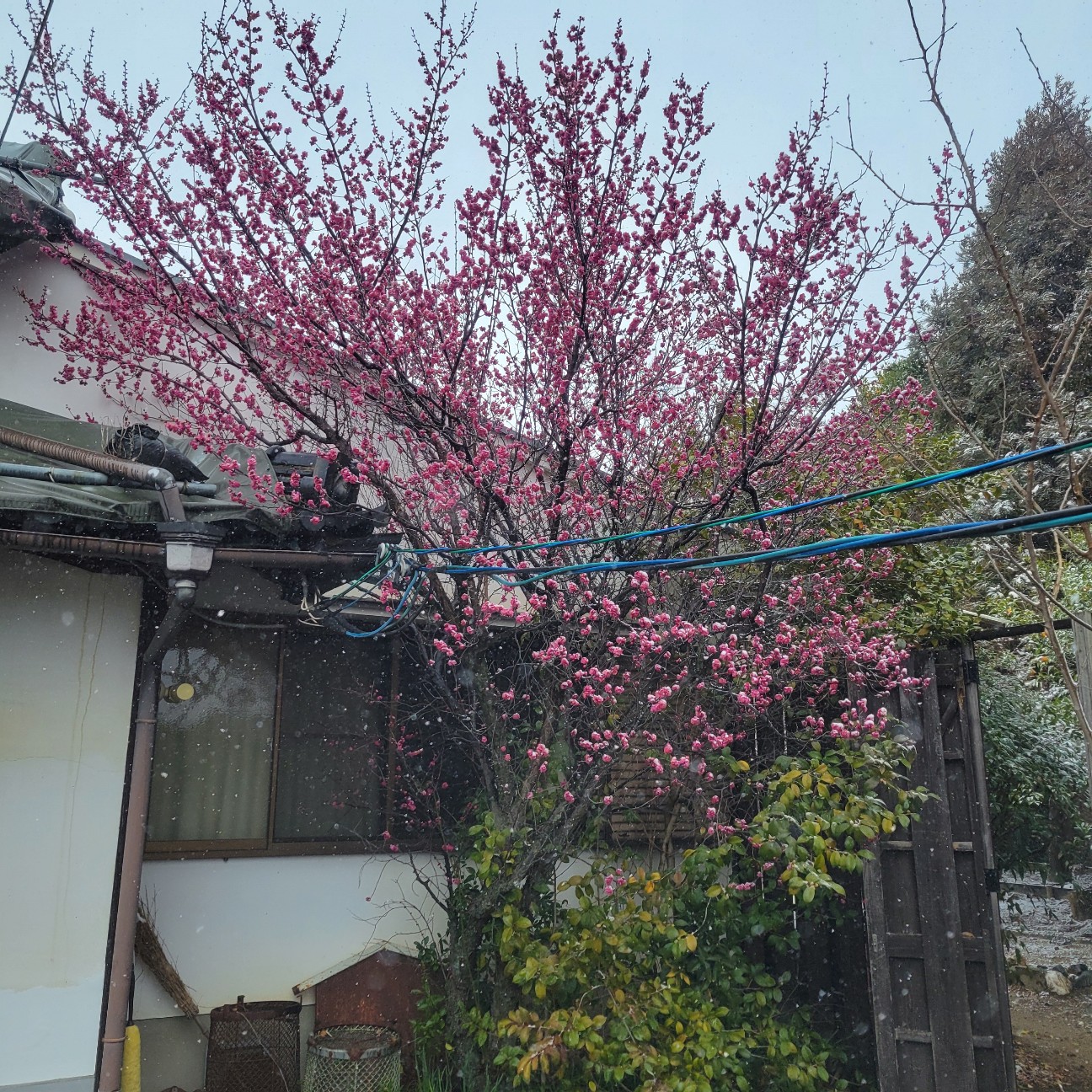 f:id:atoriatoriatori:20260211093245j:image