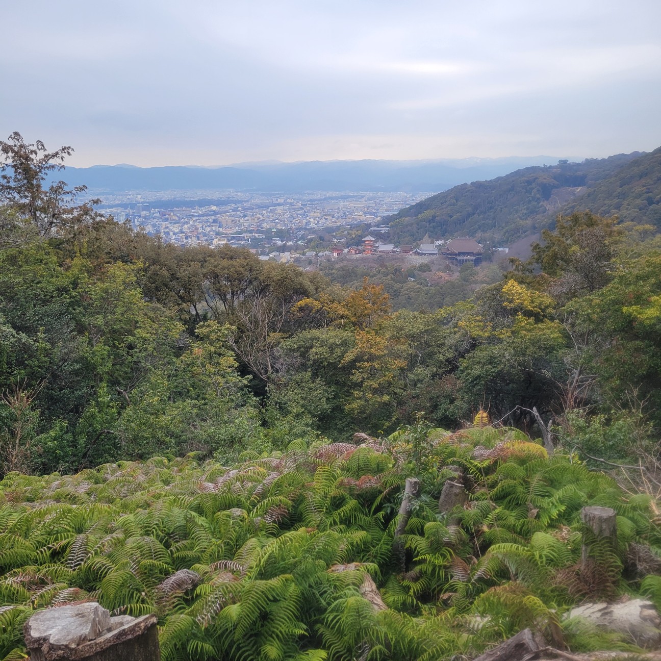 f:id:atoriatoriatori:20260212104855j:image