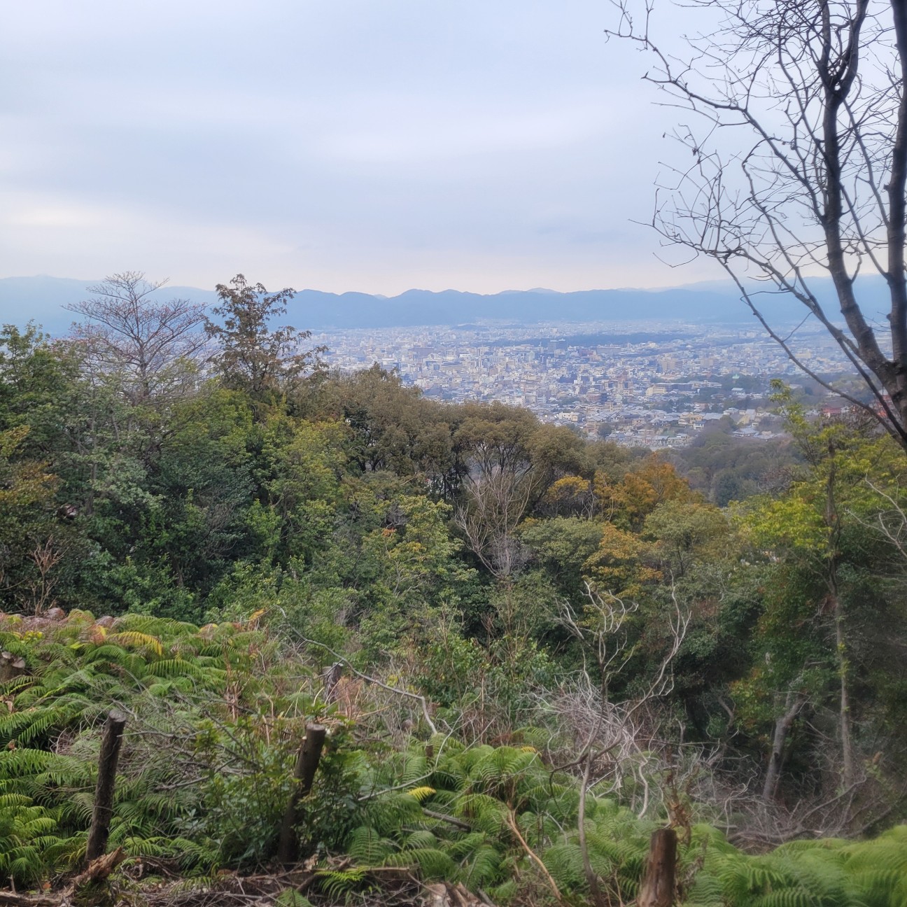 f:id:atoriatoriatori:20260212104859j:image
