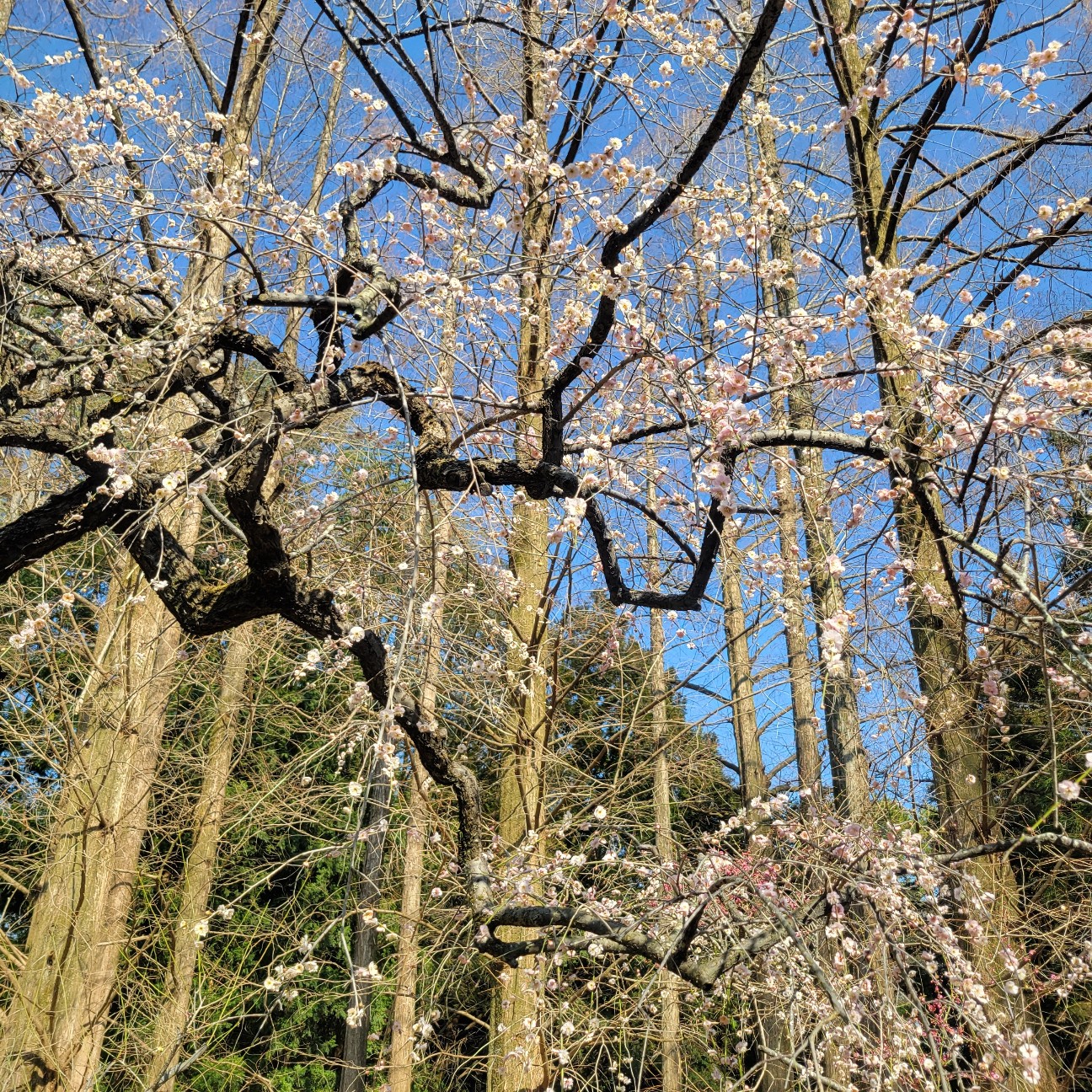 f:id:atoriatoriatori:20260221163651j:image f:id:atoriatoriatori:20260221163651j:image