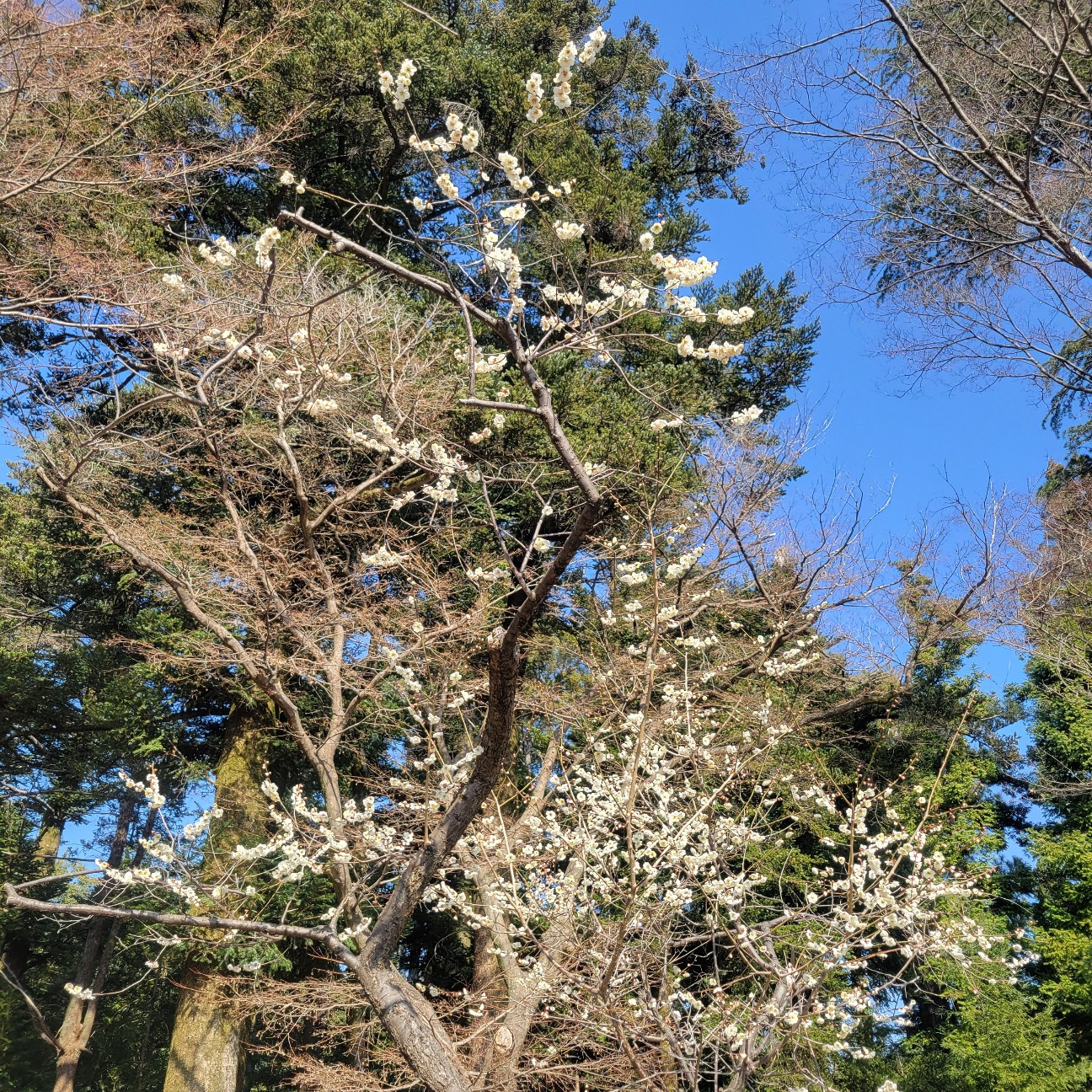 f:id:atoriatoriatori:20260222090240j:image