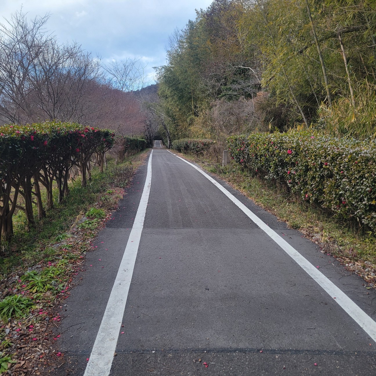 f:id:atoriatoriatori:20260224144600j:image