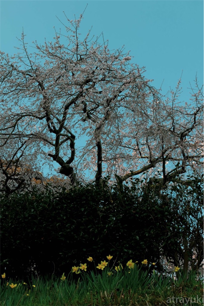 f:id:atrayuki:20190327145017j:image