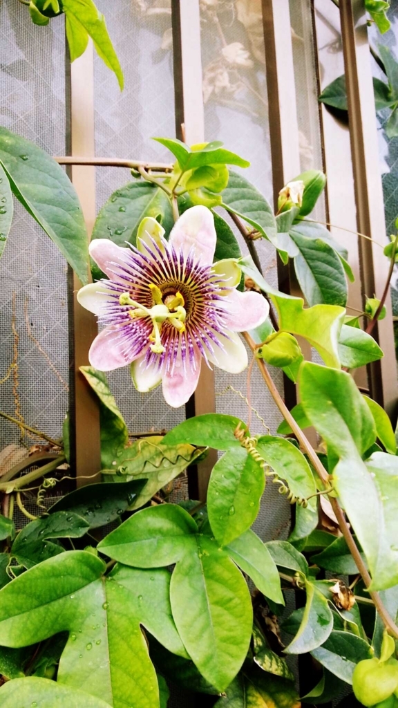 f:id:atri-inc:20170624032117j:plain f:id:atri-inc:20170624032117j:plain