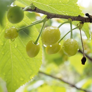 f:id:ats-forldn2012:20190502131200j:plain f:id:ats-forldn2012:20190502131200j:plain