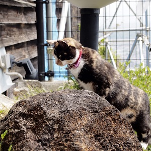 f:id:ats-forldn2012:20190509082253j:plain