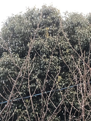 f:id:ats-forldn2012:20210210180624j:plain