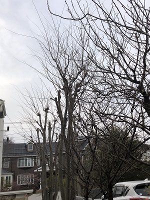 f:id:ats-forldn2012:20210217182404j:plain