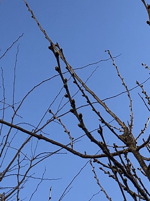 f:id:ats-forldn2012:20210217190427j:plain