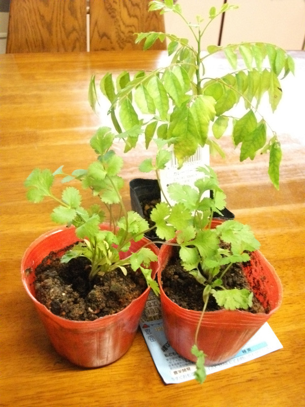 f:id:atsu07:20100520071858j:image:right:w350