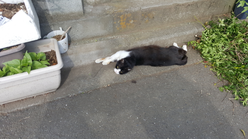 f:id:atsugiebina:20160621164857j:plain