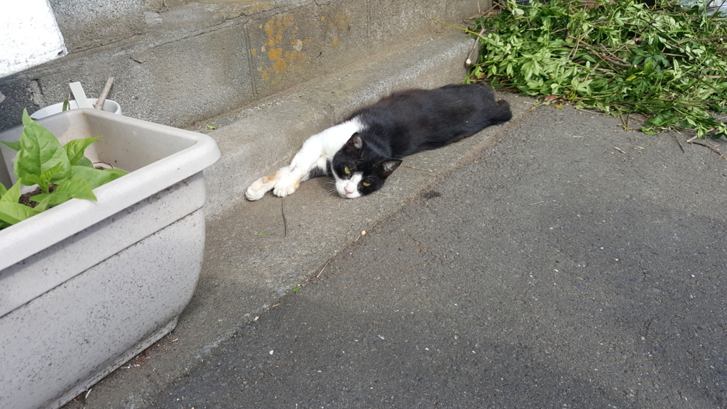 f:id:atsugiebina:20160621164858j:plain