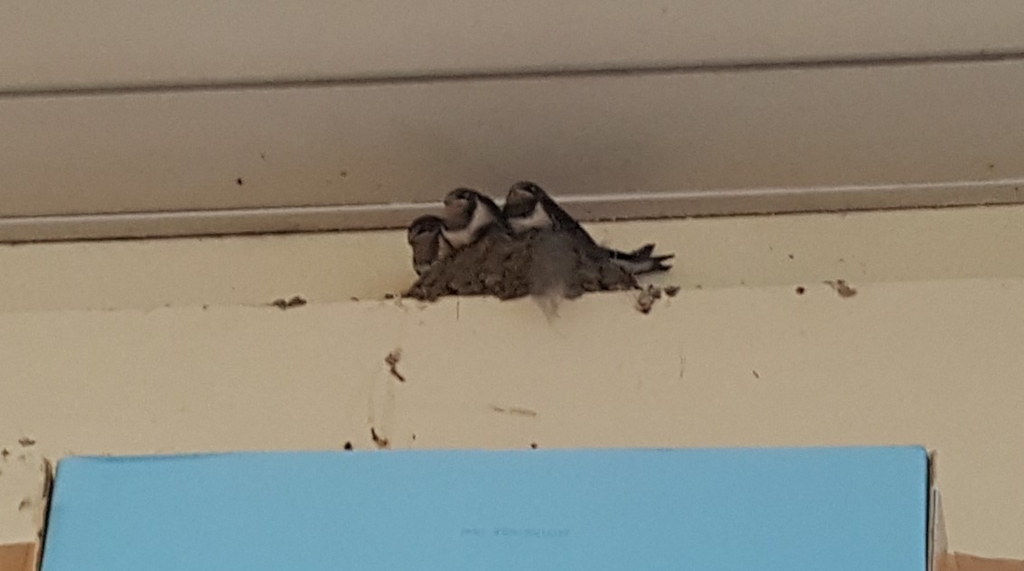 f:id:atsugiebina:20160718221931j:plain