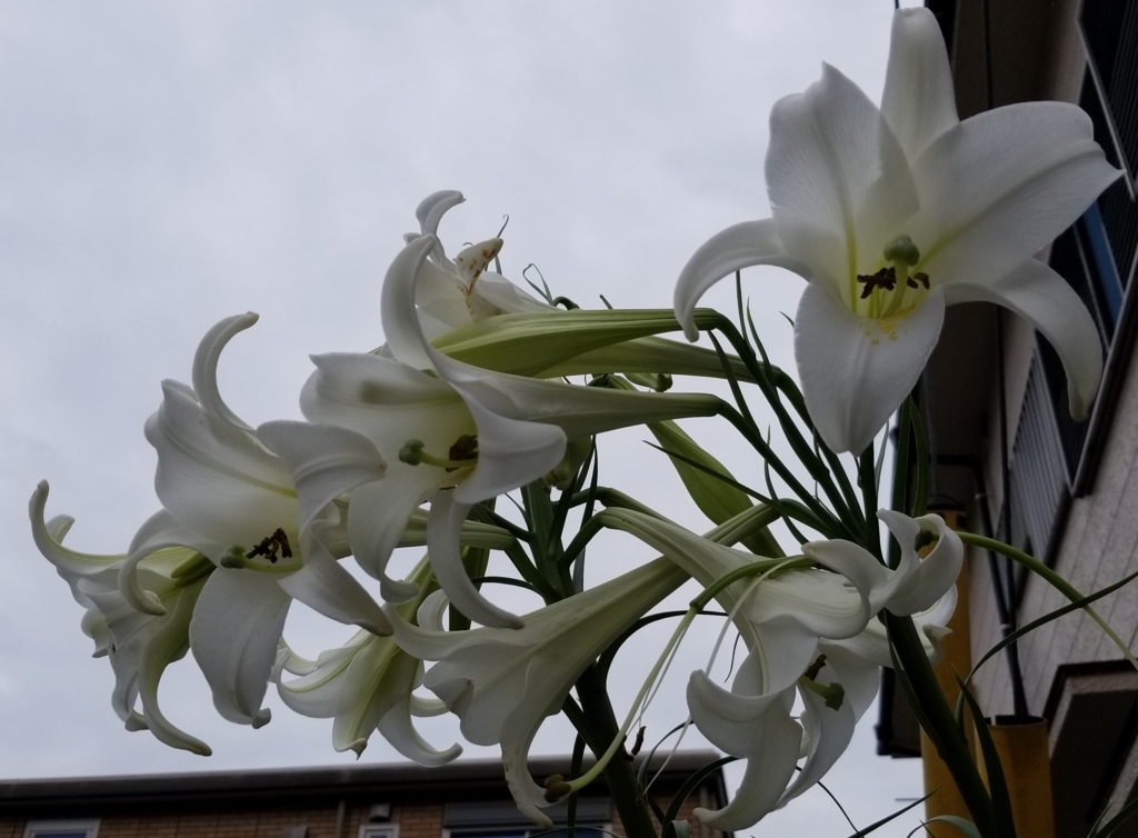 f:id:atsugiebina:20170813171231j:plain