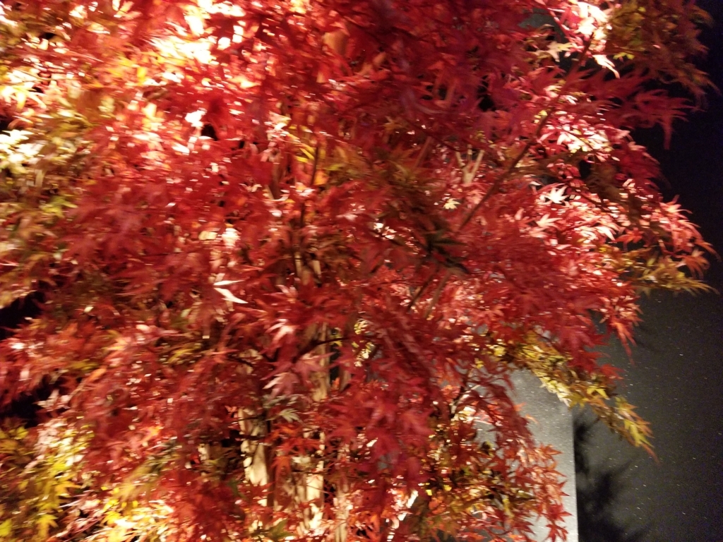 和食 個室居酒屋 紅葉邸 本厚木本店 にいってきました 厚木 海老名 S Diary