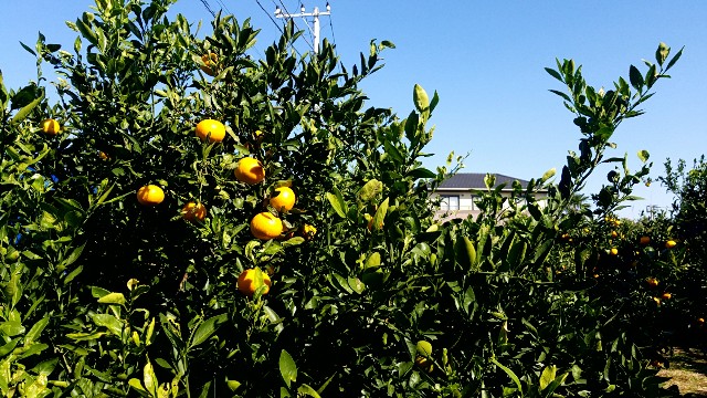 f:id:atsugiebina:20171105132347j:image f:id:atsugiebina:20171105132347j:image