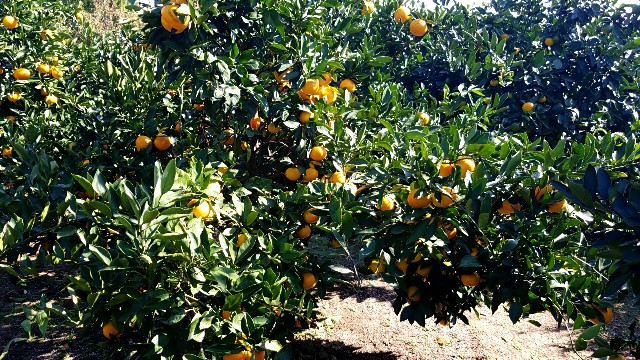 f:id:atsugiebina:20171105132408j:image f:id:atsugiebina:20171105132408j:image