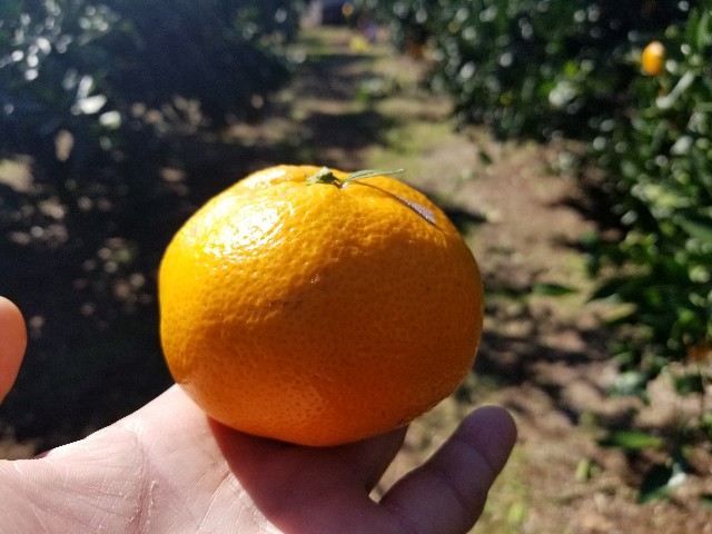 f:id:atsugiebina:20171105132532j:image f:id:atsugiebina:20171105132532j:image